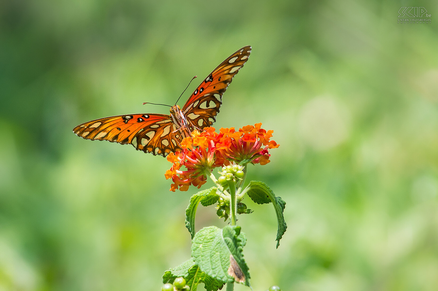 Cerro Lodge - Butterfly  Stefan Cruysberghs